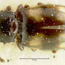 Image of <i>Lanthanus variegatus</i>