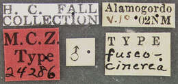 Plancia ëd Mordella fuscocinerea Fall 1907