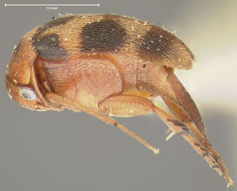 Plancia ëd Mordellistena sexnotata Dury 1902