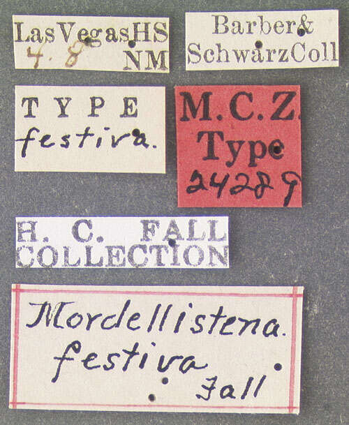 Plancia ëd Mordellistena sexnotata Dury 1902
