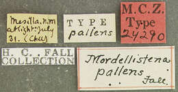 Image of Mordellistena pallens Fall 1907