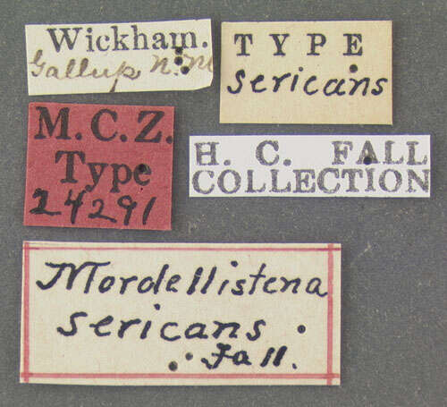 Image of Mordellistena sericans Fall 1907
