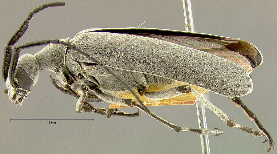 Image of Epicauta (Macrobasis) excors (Fall 1909)