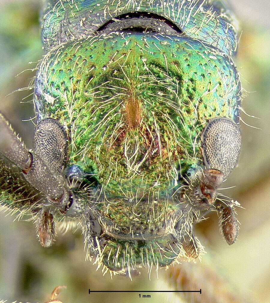 Image of Lytta (Poreopasta) chloris (Fall 1901)