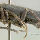 Image of Lytta (Poreopasta) nigripilis (Fall 1901)