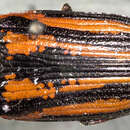 Image of Buprestis hispaniolae Fisher 1940