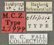 Image of Paracymus ellipsis (Fall 1910)