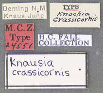 Image of Knausia crassicornis Fall 1931