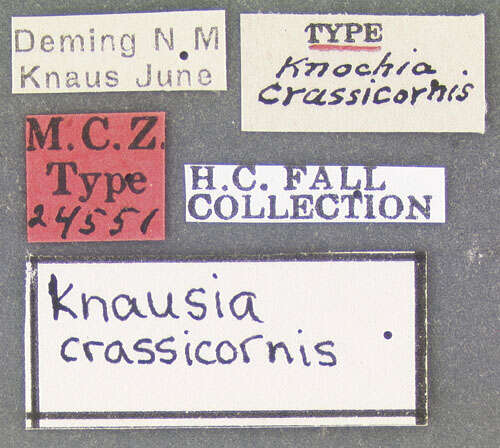 Image of Knausia crassicornis Fall 1931