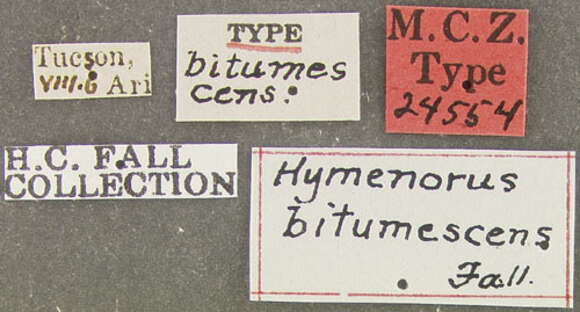 Image of Hymenorus bitumescens Fall 1931