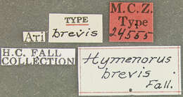 Image of Hymenorus brevis Fall 1931