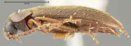 Image of Hymenorus caducus Fall 1931