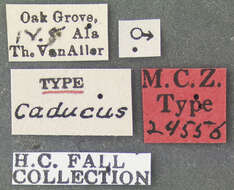 Image of Hymenorus caducus Fall 1931