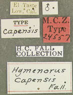 Image of Hymenorus capensis Fall 1931