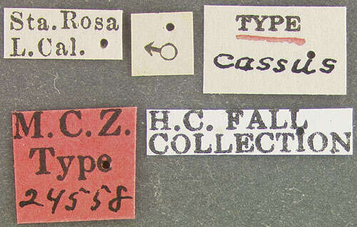 Image of Hymenorus cassus Fall 1931