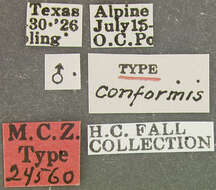 Image of Hymenorus conformis Fall 1931