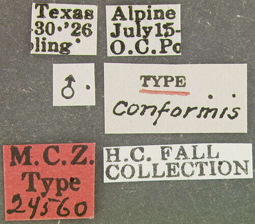 Image of Hymenorus conformis Fall 1931