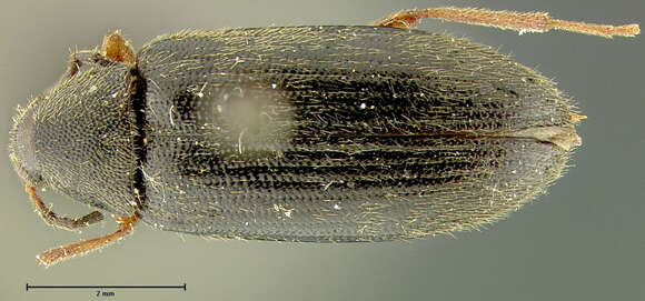 Image of Hymenorus conicicollis Fall 1931