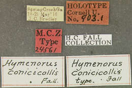 Image of Hymenorus conicicollis Fall 1931