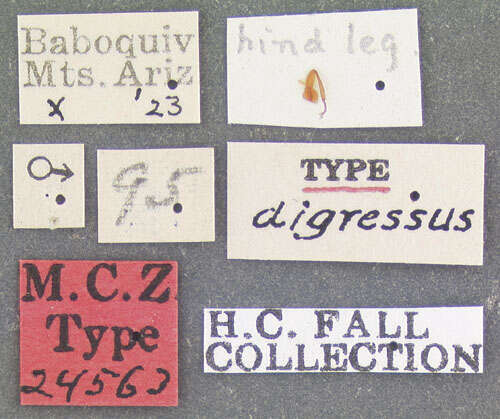 Image of Hymenorus digressus Fall 1931