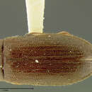 Image of Hymenorus distinctus Fall 1931