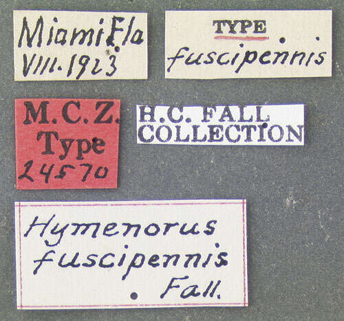 Imagem de Hymenorus fuscipennis Fall 1931