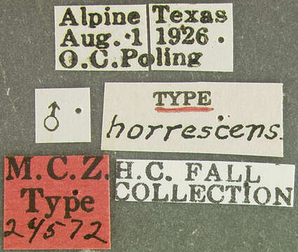 Image of Hymenorus horrescens Fall 1931