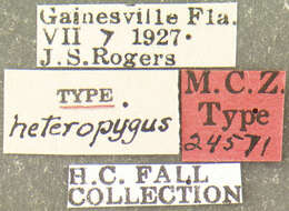 Image of Hymenorus heteropygus Fall 1931