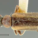 Image of <i>Pedilus lineatus</i>