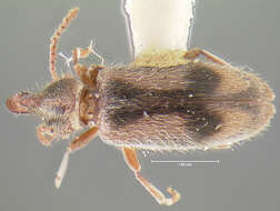Image of antlike flower beetles