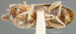 Image of Notoxus montanus Casey 1895