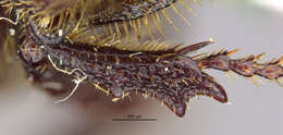 صورة Diplotaxis muricata Schaeffer 1907