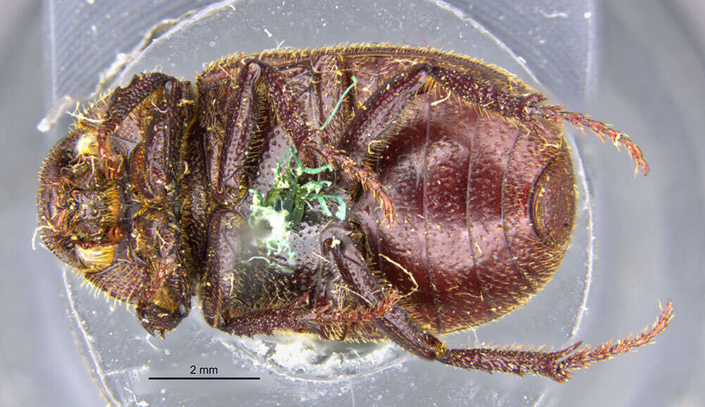 صورة Diplotaxis muricata Schaeffer 1907