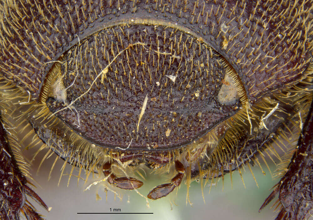 صورة Diplotaxis muricata Schaeffer 1907