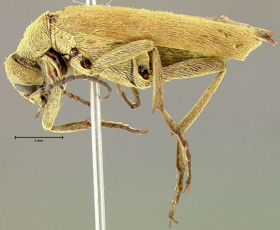 Image of Epicauta (Macrobasis) alpina Werner 1944