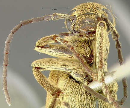 Image of Epicauta (Macrobasis) alpina Werner 1944