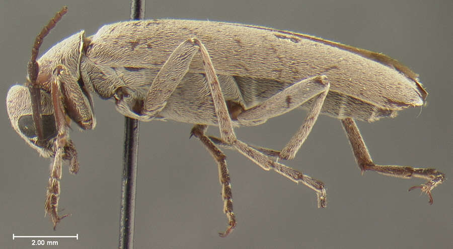 Image of Epicauta (Macrobasis) arizonica Werner 1944