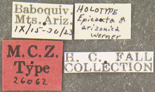Image of Epicauta (Macrobasis) arizonica Werner 1944