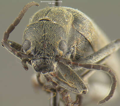 Image of Florida Blister Beetle