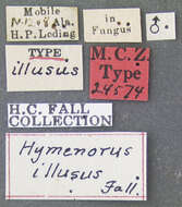 Image de Hymenorus illusus Fall 1931