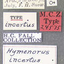 Image of Hymenorus incertus Fall 1931