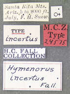 Image de Hymenorus incertus Fall 1931