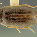 Image of Hymenorus inopiatus Fall 1931