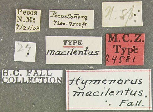 Image of Hymenorus macilentus Fall 1931