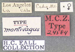 Image of Hymenorus montivagus Fall 1931