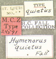 Image of Hymenorus quietus Fall 1931