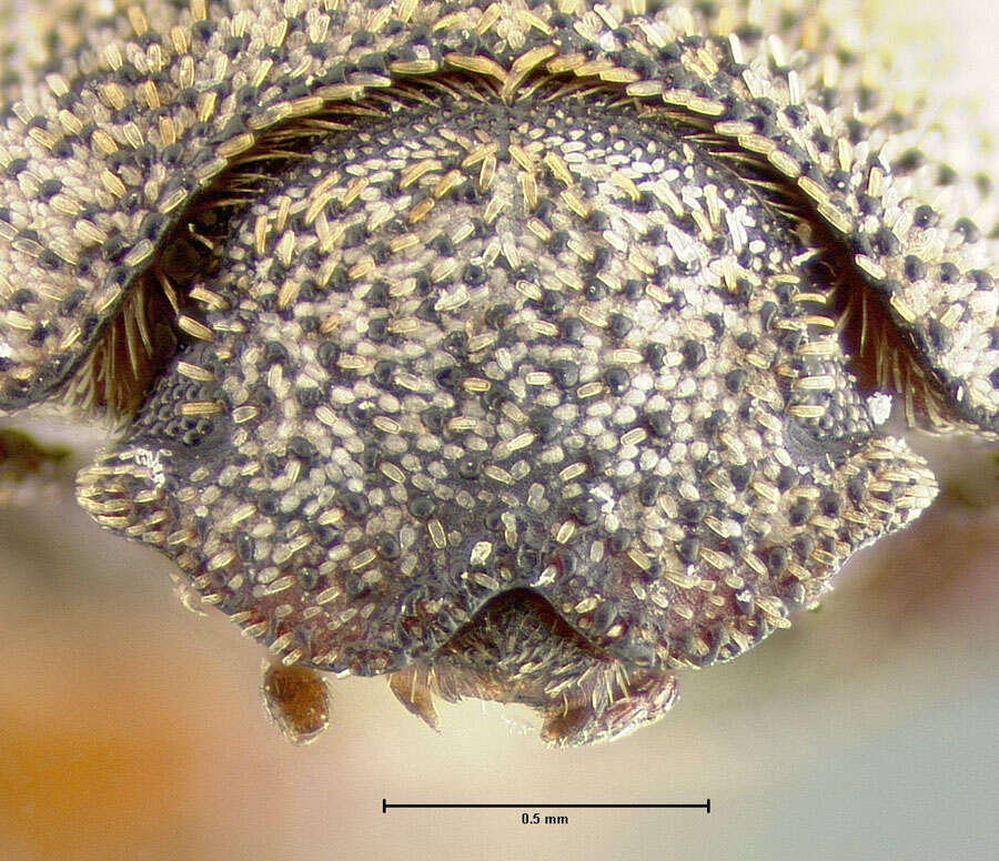 Image of Ammodonus granosus Fall 1912