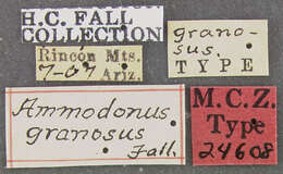 Image of Ammodonus granosus Fall 1912