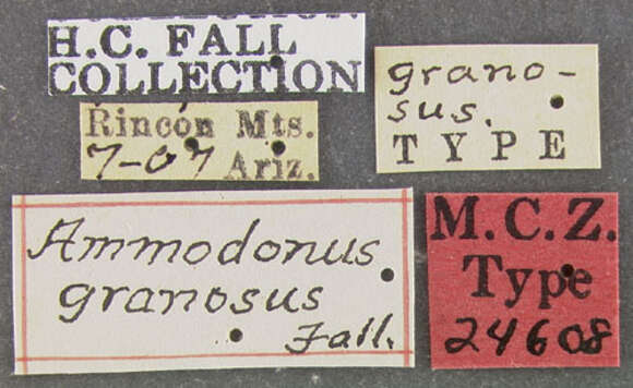 Image de Ammodonus granosus Fall 1912