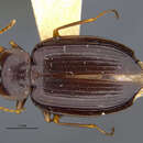 Image of Dolichoctis (Spinidolichoctis) subrotunda Darlington 1968